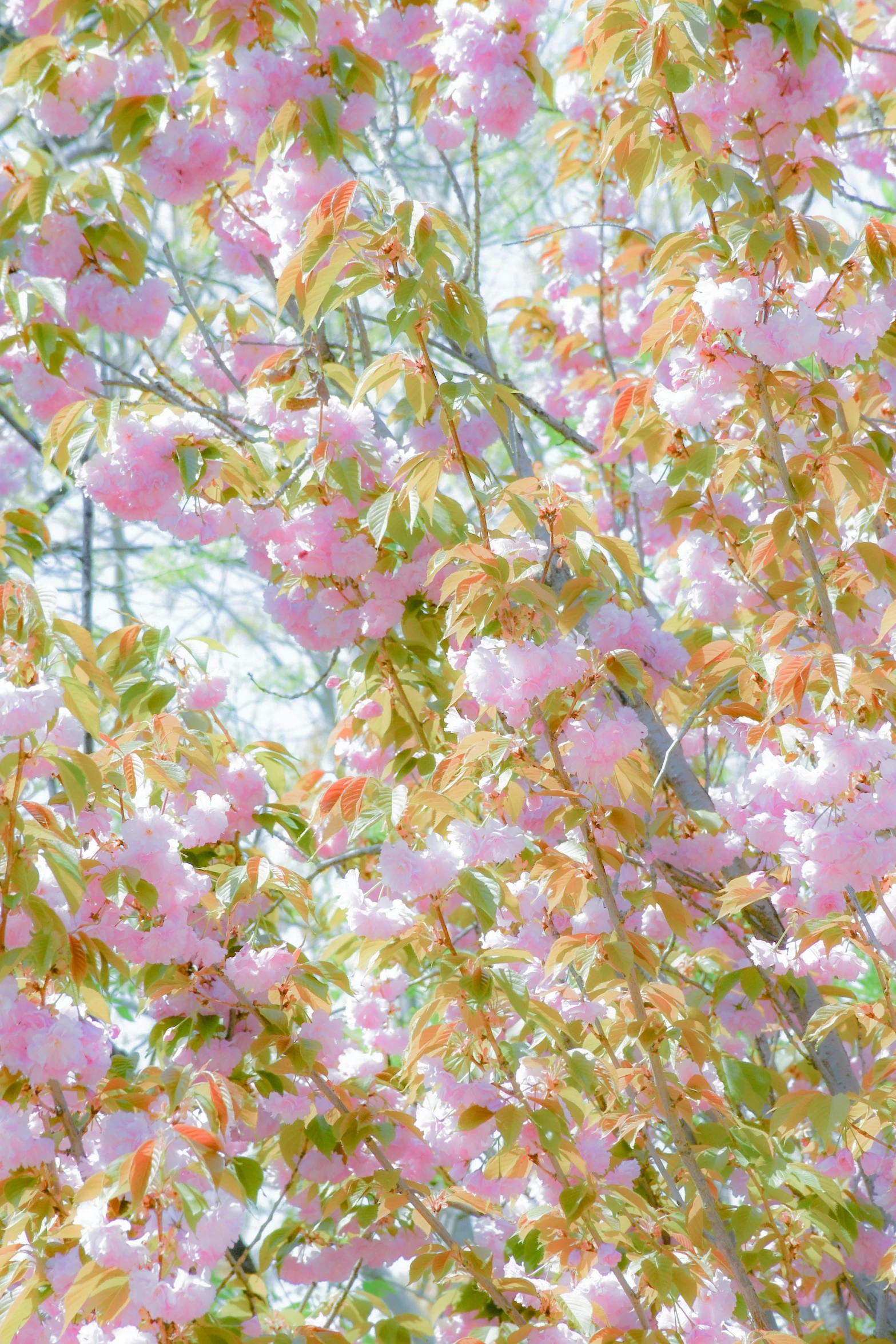 a couple of birds sitting on top of a tree, a digital rendering, inspired by Monet, unsplash, lush sakura trees, detail shot, translucent pastel panels, demur