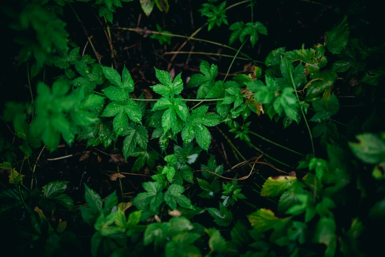 a plant that is growing out of the ground, inspired by Elsa Bleda, unsplash, hurufiyya, overgrown ivy plants, high angle shot, herbs, in a woodland glade
