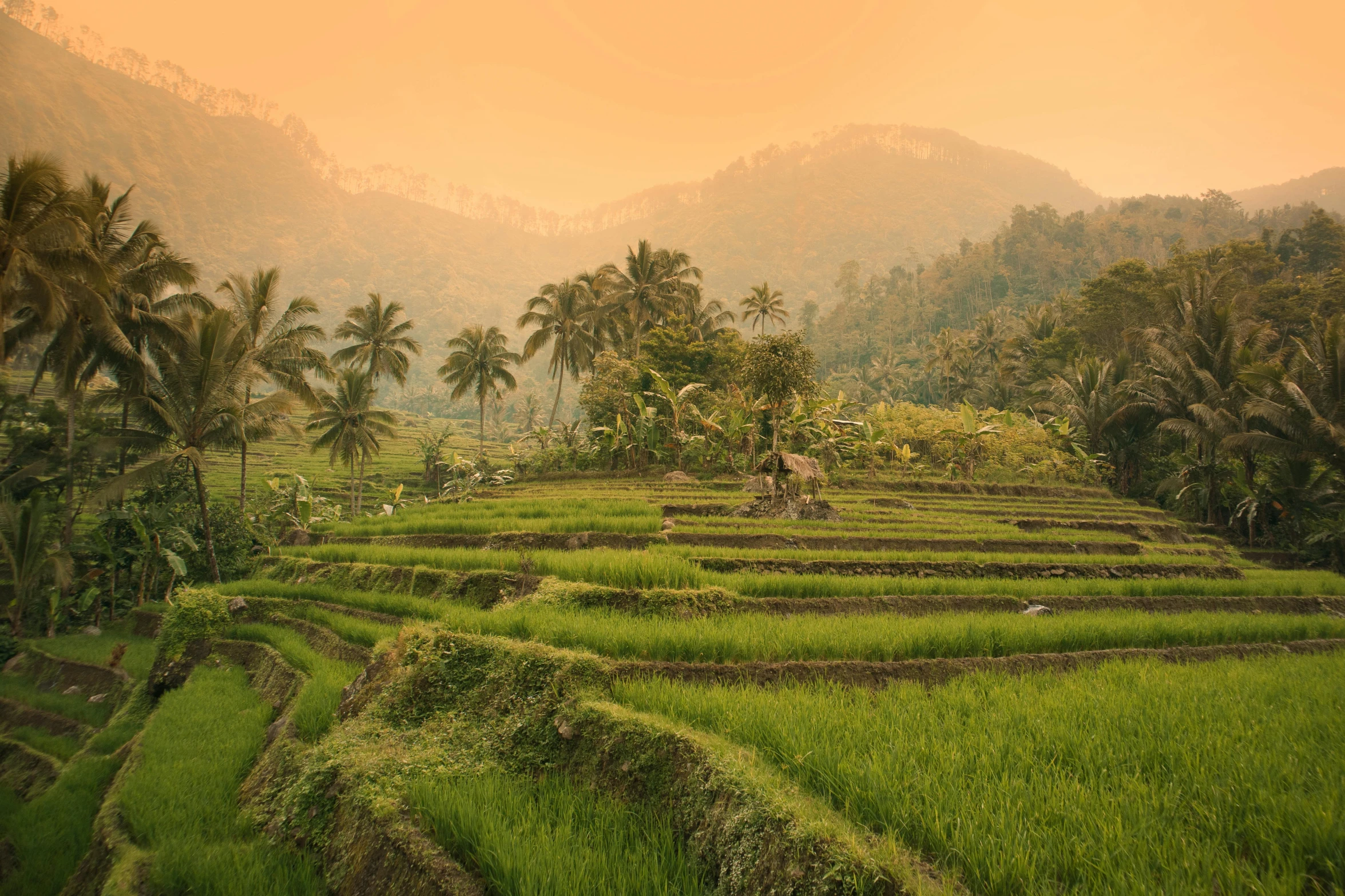 a person riding a horse through a lush green field, pexels contest winner, sumatraism, staggered terraces, in a sunset haze, rice, sunfaded