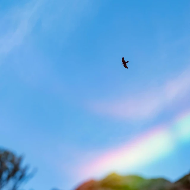 a bird flying in the sky with a rainbow in the background, a photo, by Niko Henrichon, pexels contest winner, romanticism, bokeh dof sky, slide show, bats in sky, low angle 8k hd nature photo