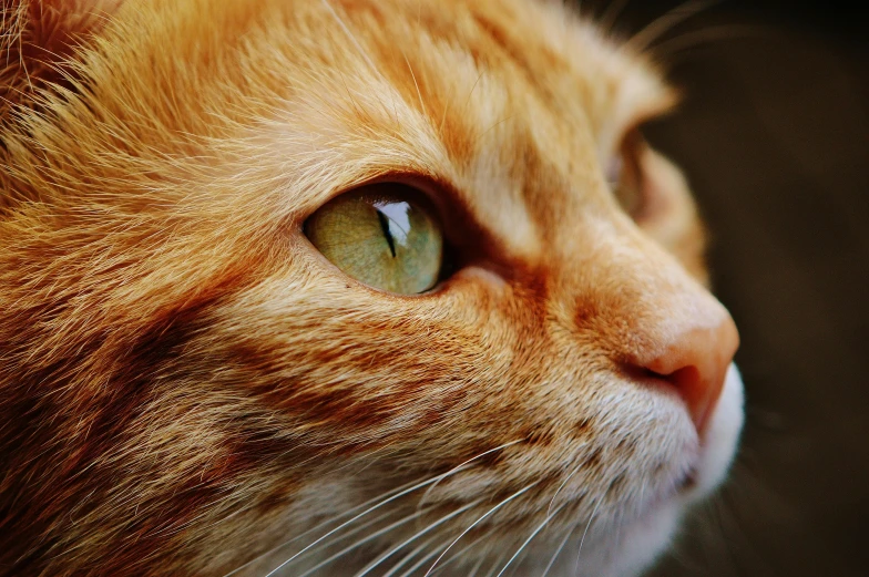 a close up of a cat with green eyes, unsplash, an orange cat, looking off into the distance, getty images, multilayer