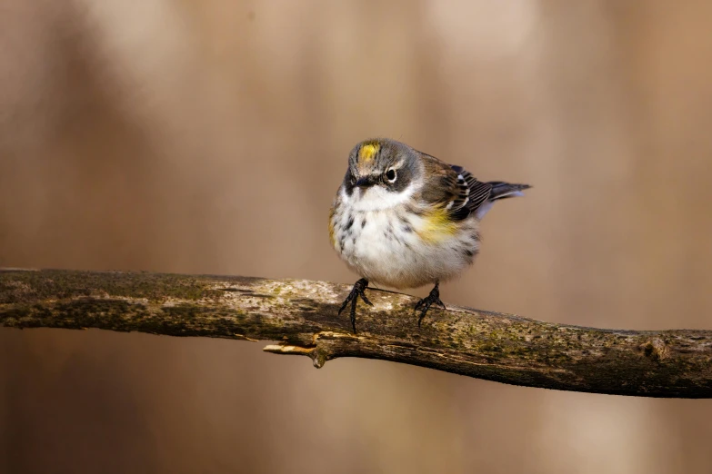 a small bird sitting on top of a tree branch, looking at the camera, audubon, crisp photo