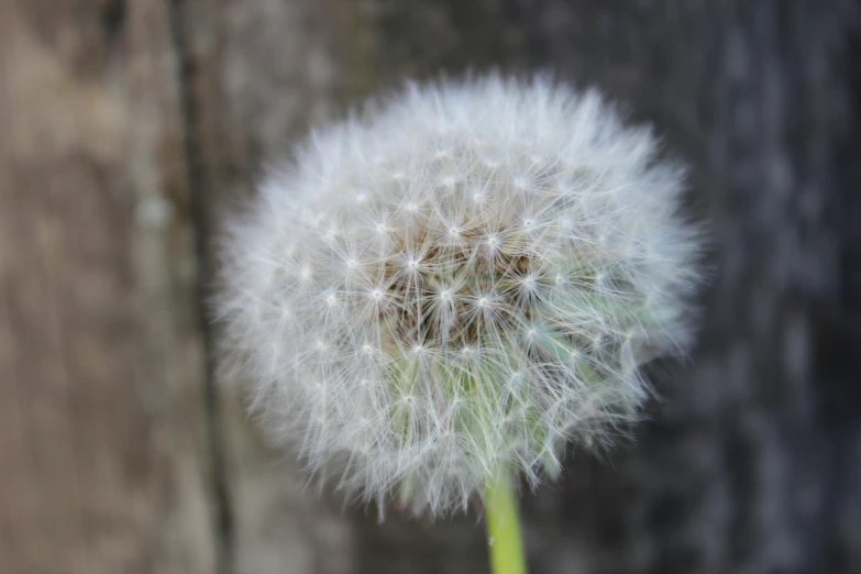 a close up of a dandelion with a wooden background, a macro photograph, by David Simpson, unsplash, hurufiyya, soft skin, 15081959 21121991 01012000 4k, an ultra realistic, portrait of a small