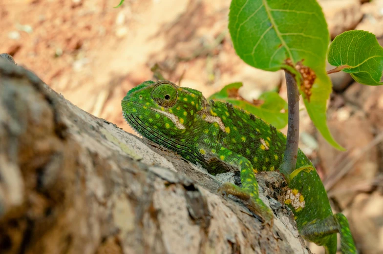 a green lizard sitting on top of a tree branch, in dazzle camouflaged robes, madagascar, crawling on the ground, roshan