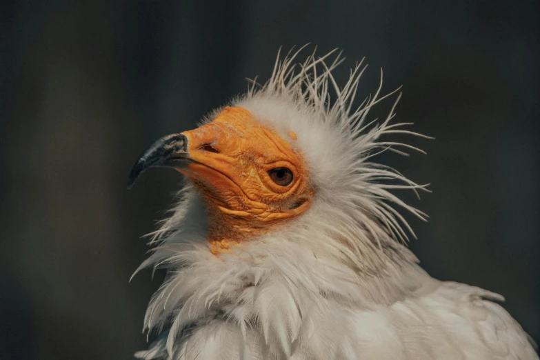 a close up of a bird with a very long beak, a portrait, trending on pexels, hurufiyya, albino hair, wrinkly forehead, white and orange breastplate, extremely realistic photo