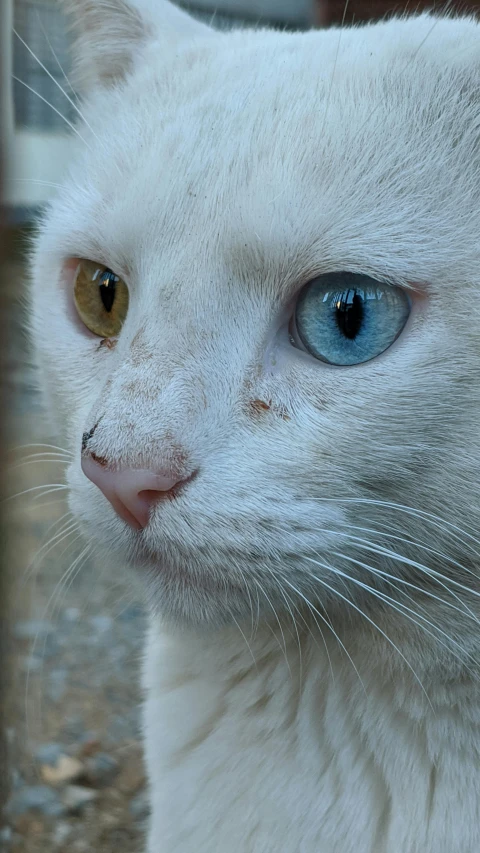 a close up of a white cat with blue eyes, an album cover, flickr, heterochromia, rusty, tourist photo, cobalt coloration