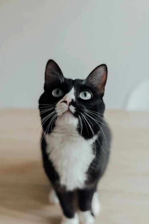 a black and white cat sitting on top of a wooden table, on a white table, with a white nose, looking surprised, whiskers hq