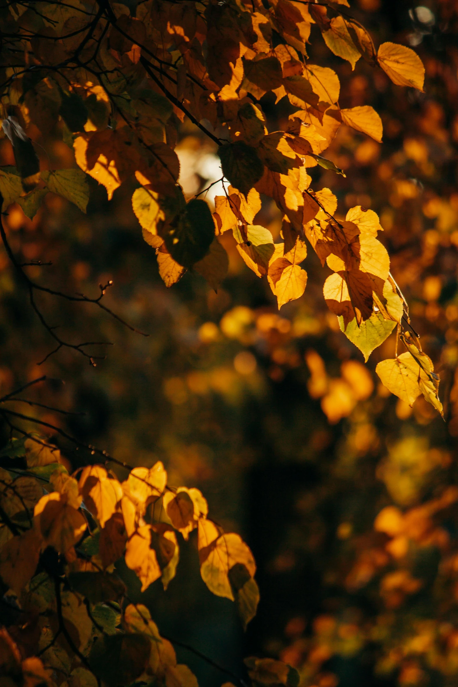 the sun shines through the leaves of a tree, inspired by Elsa Bleda, unsplash contest winner, gold colours, autum