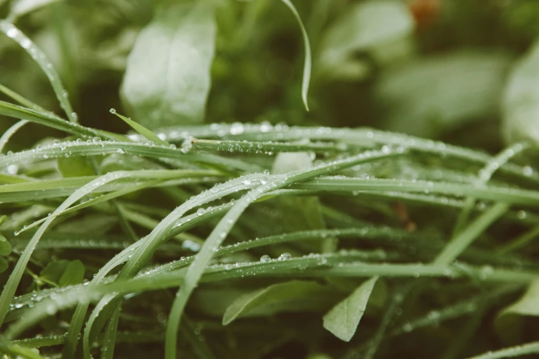 a close up of a bunch of grass with water droplets, unsplash, ready to eat, thumbnail, no cropping, high angle shot