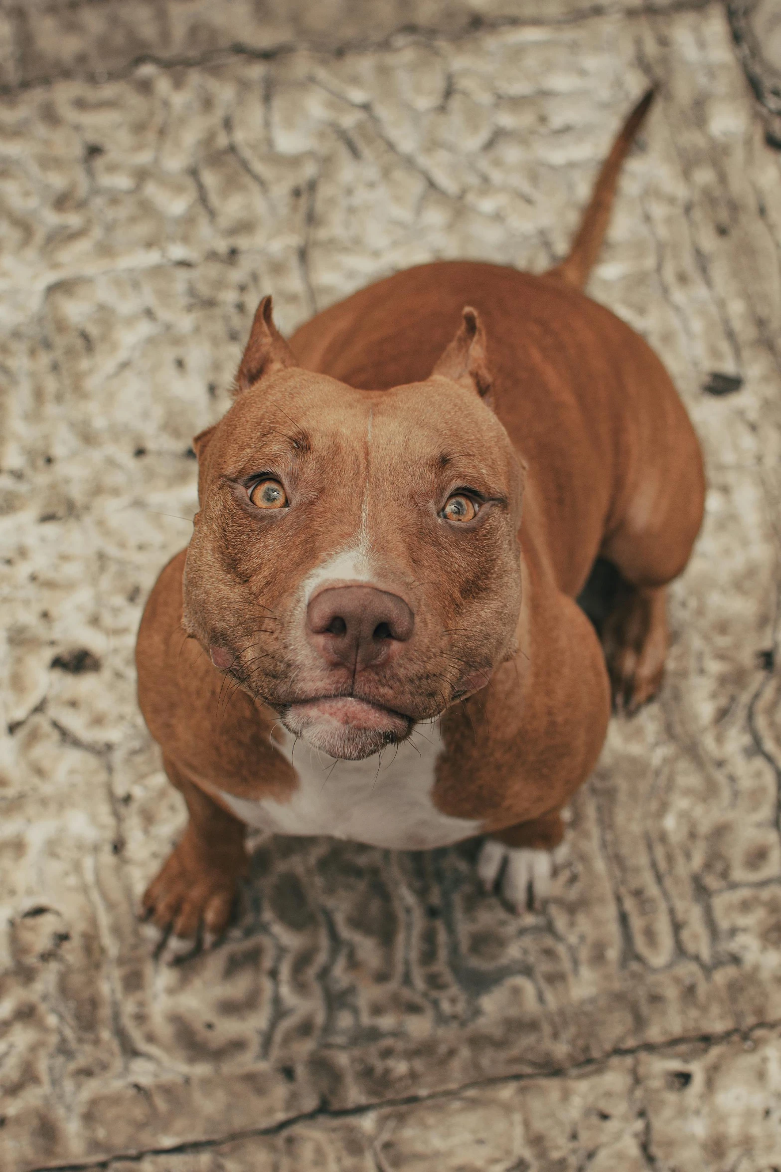 a brown and white dog sitting on a tile floor, an album cover, trending on pexels, renaissance, cyborg - pitbull, mid 2 0's female, large piercing eyes, reddish