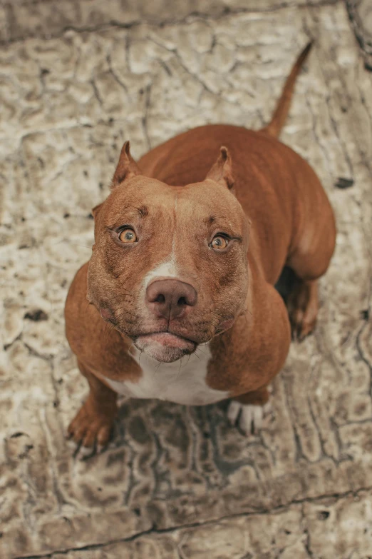 a brown and white dog sitting on a tile floor, an album cover, trending on pexels, renaissance, cyborg - pitbull, mid 2 0's female, large piercing eyes, reddish