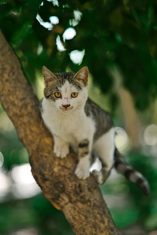 a cat sitting on top of a tree branch, a portrait, pexels contest winner, arabesque, oman, white male, small eyes, mixed animal