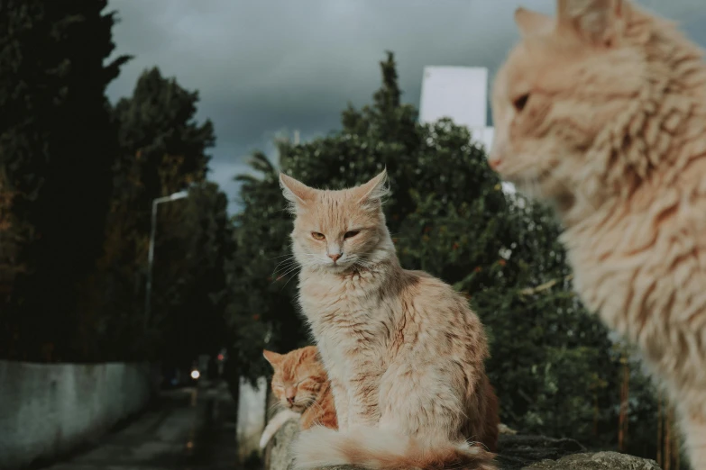 a couple of cats sitting on top of a stone wall, unsplash, three animals, marmalade, background image, alessio albi