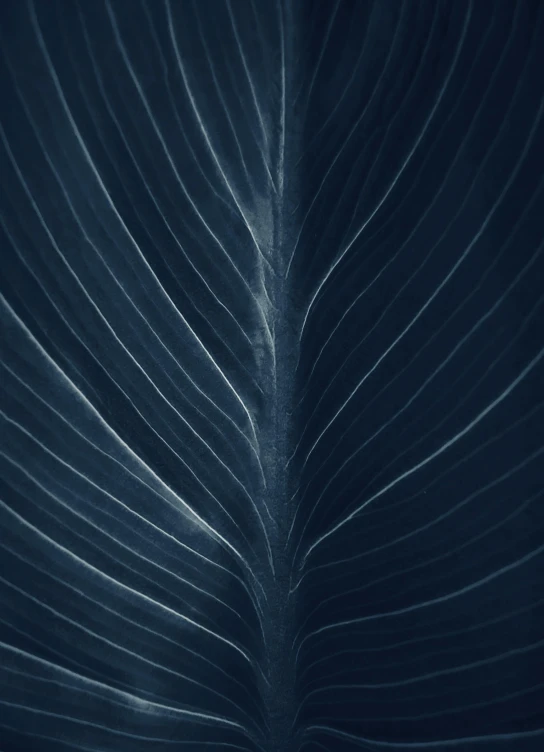 a black and white photo of a leaf, a macro photograph, by Adam Marczyński, pexels contest winner, minimalism, midnight-blue, 15081959 21121991 01012000 4k, tropical foliage, glowing lines