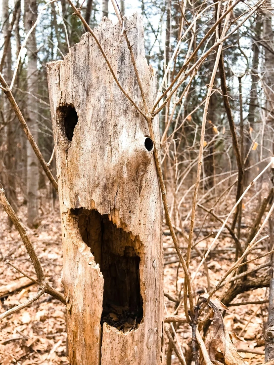 a tree stump with a hole in it in the woods, pexels contest winner, expressive face, ((trees)), long snout, multiple stories