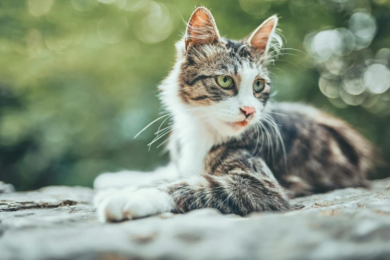 a close up of a cat laying on a rock, looking towards the camera, commercially ready, instagram post, getty images