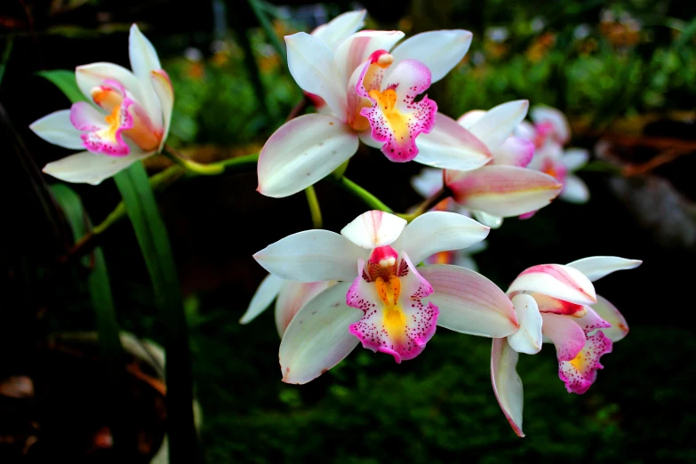 a group of white and pink flowers sitting on top of a lush green field, metal orchid flower, in bloom greenhouse, instagram post, orchids