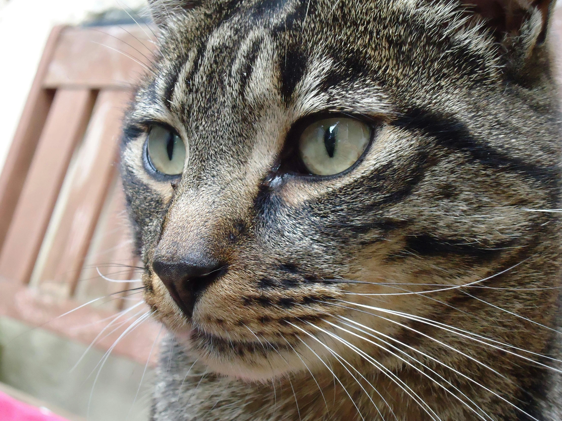 a close up of a cat sitting on a bench, facing the camera