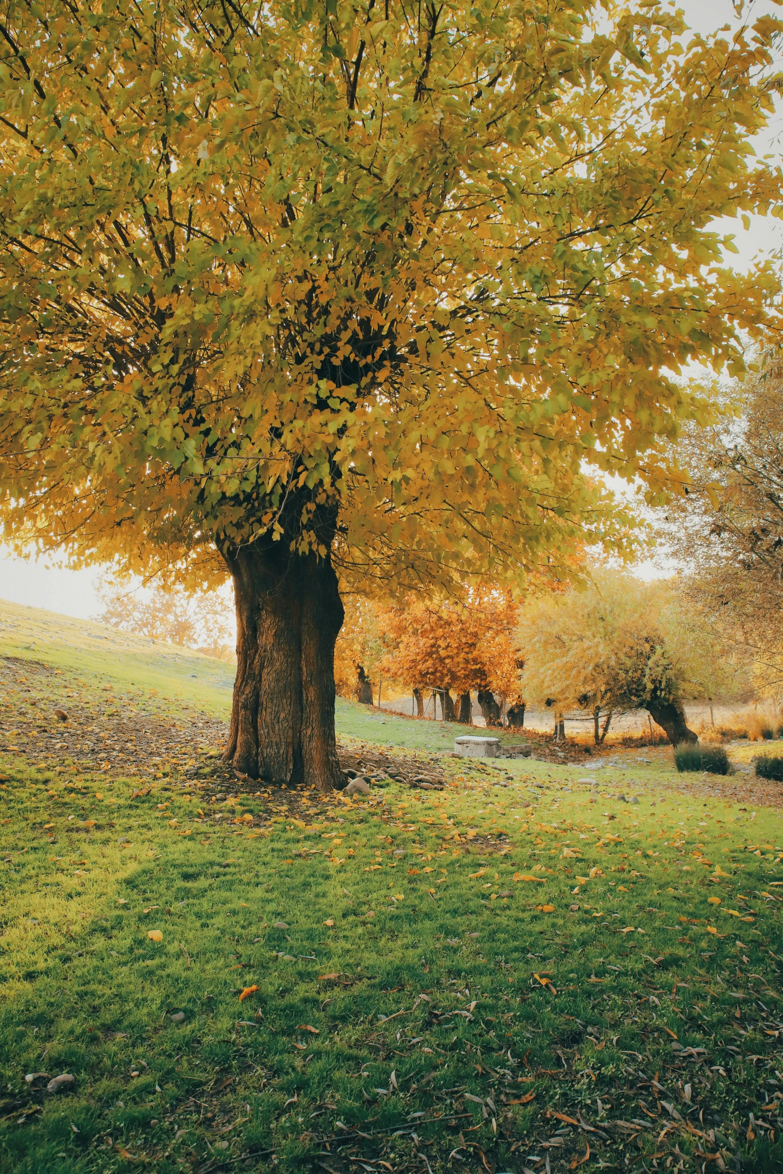 a large tree sitting on top of a lush green field, in the autumn, shades of gold display naturally, park, willows