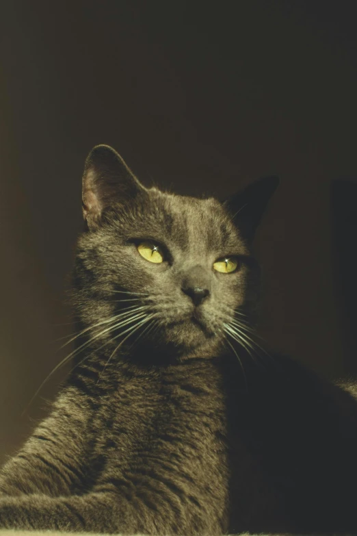 a close up of a cat laying on a rug, a picture, unsplash, photorealism, in gunmetal grey, portrait of shrek, evening time, portrait of tall