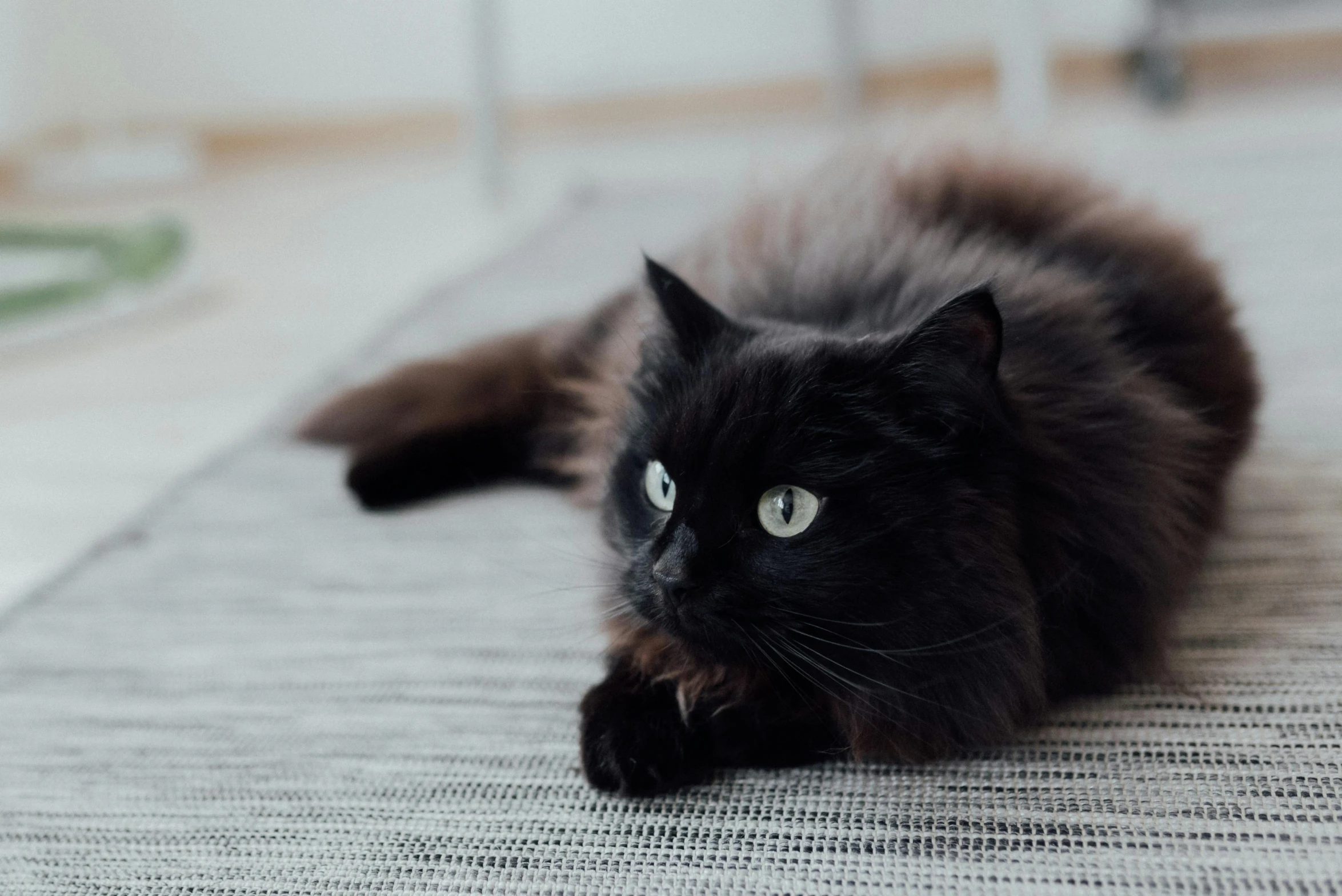 a black cat is laying on the floor, by Emma Andijewska, pexels contest winner, fluffy body, 1 2 9 7, detailed with high quality, black furniture