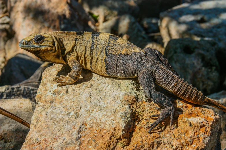 a lizard that is sitting on a rock, in the sun