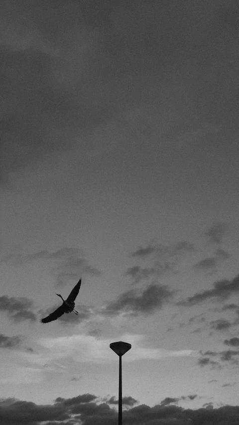 a black and white photo of a bird flying in the sky, dusk sky, uploaded, nizou yamamoto, ::