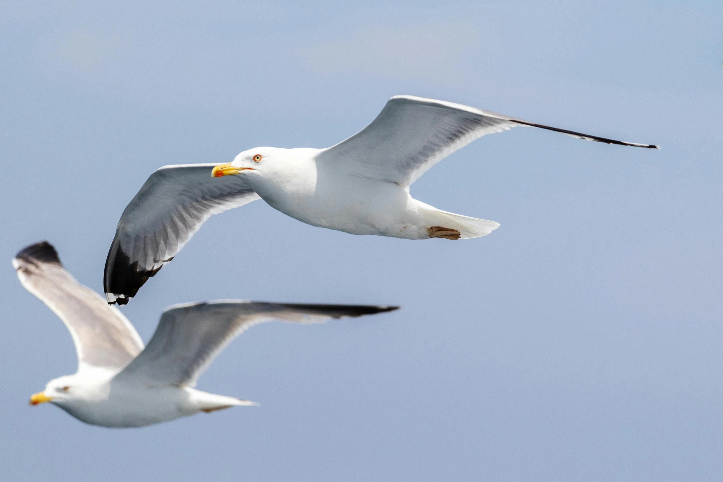 a couple of seagulls flying through a blue sky, a portrait, pexels contest winner, arabesque, rule of three, grey, 2022 photograph, white