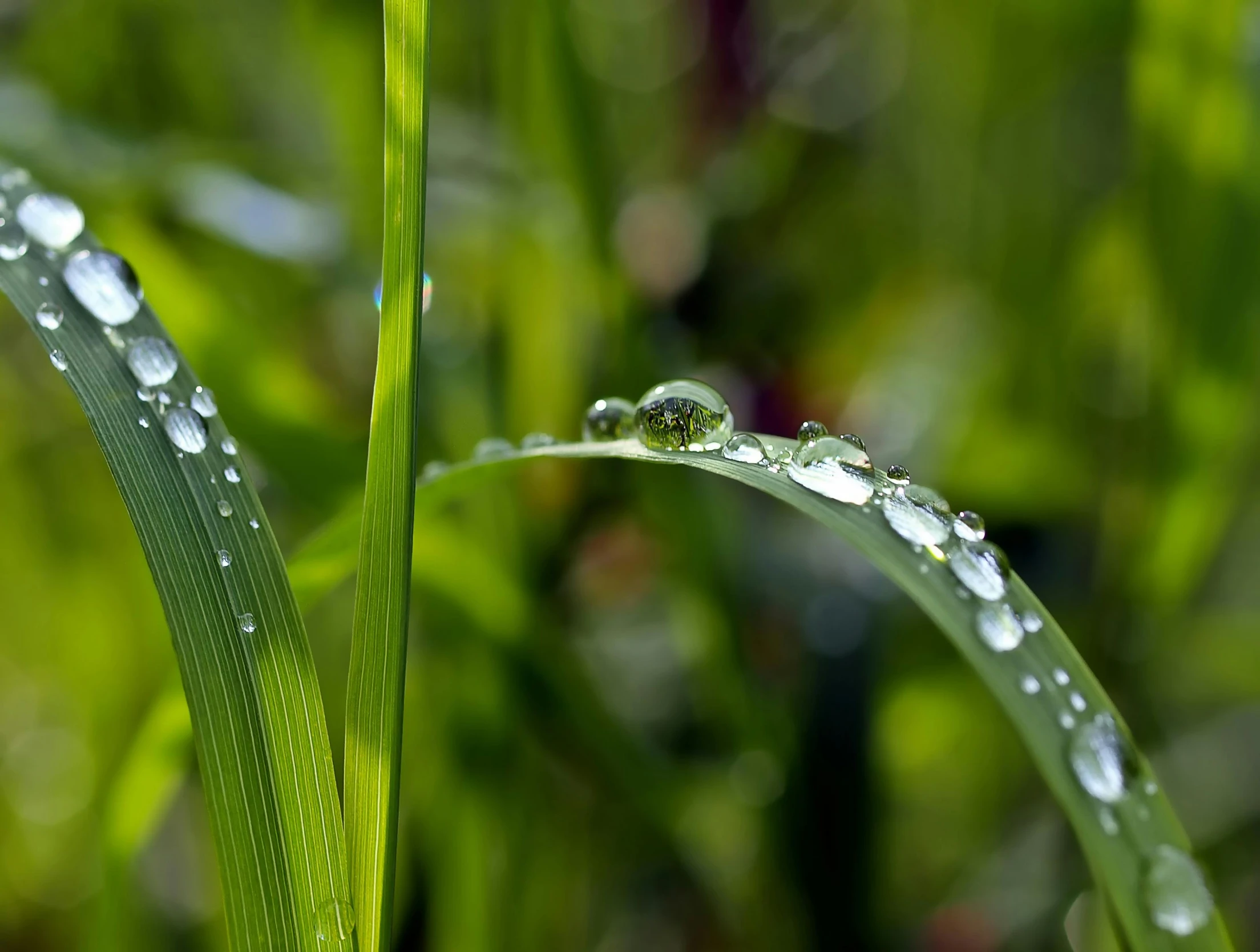 a close up of water droplets on a blade of grass, by Jan Rustem, pixabay, photorealism, thumbnail, high quality photo, pearls of sweat, shot with sony alpha 1 camera