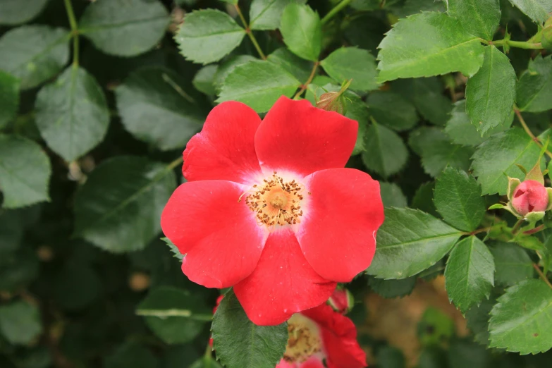 a close up of a red flower with green leaves, unsplash, rose-brambles, low quality photo, full bloom, a high angle shot
