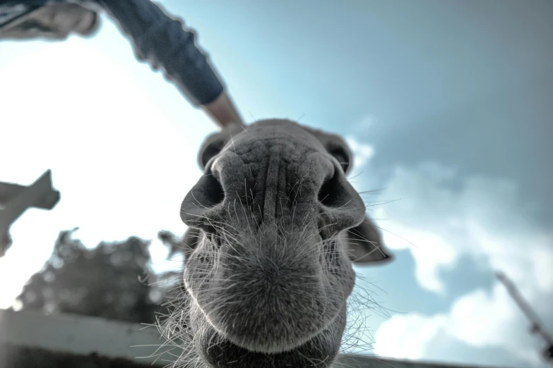 a close up of a person petting a giraffe, by Matthias Weischer, pexels contest winner, worms eye view, square nose, grey, donkey ears