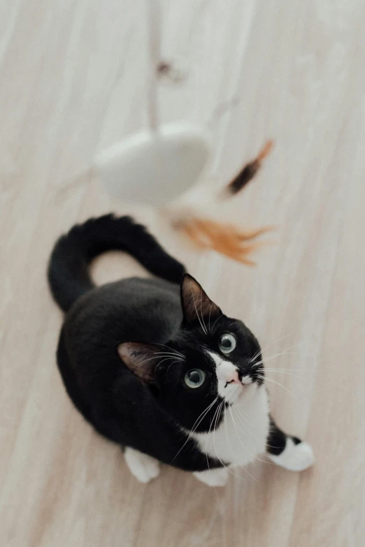 a black and white cat sitting on top of a wooden floor, duck, playful vibe, zoomed in, 2 animals