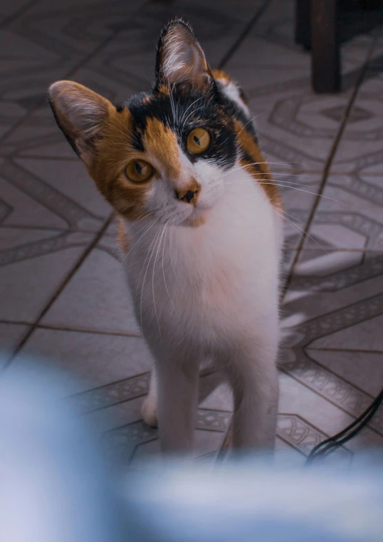 a close up of a cat on a tiled floor, a picture, by Niko Henrichon, unsplash, young female, calico, standing, low quality photo