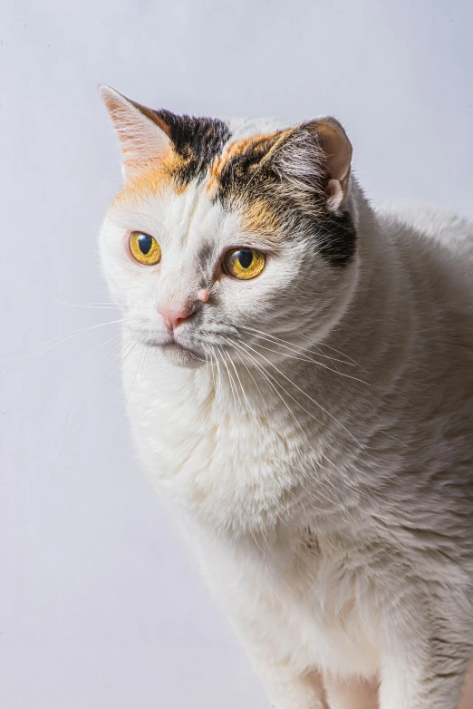 a white and orange cat sitting on top of a table, head shot, shot with sony alpha, multicoloured, studio lit