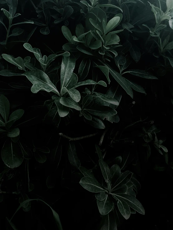 a fire hydrant sitting on top of a lush green field, inspired by Elsa Bleda, unsplash contest winner, dark green leaves, on black paper, iphone wallpaper, night photo