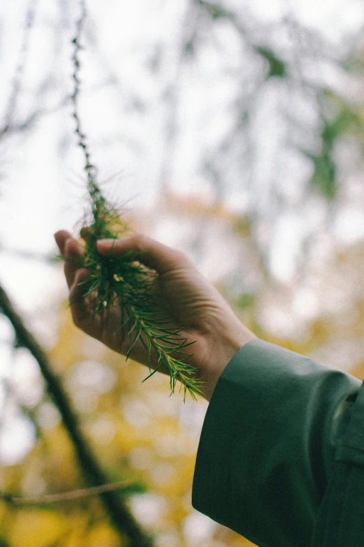 a person is holding a nch with green leaves