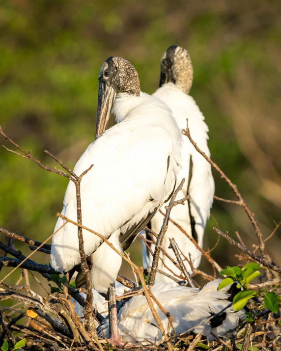 a couple of birds standing on top of a nest, sitting down