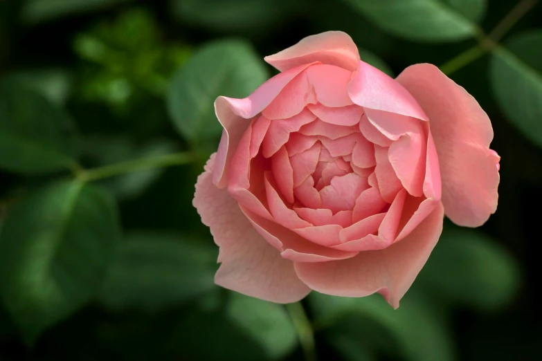 a pink rose with green leaves in the background, inspired by Barbara Nasmyth, unsplash, slide show, peter guthrie, mint, old english