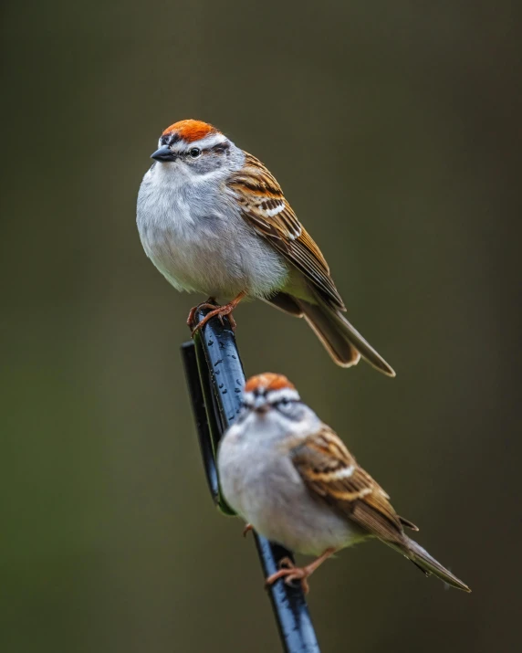 two small birds sitting on top of a metal pole, a portrait, pexels contest winner, happening, on a branch, museum quality photo, hyperrealistic sparrows, smug look