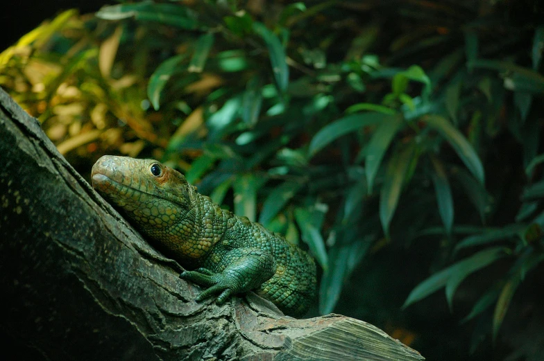 a lizard sitting on top of a tree branch, an album cover, inspired by Adam Rex, pexels contest winner, sumatraism, scaly skin, australian bush, vivarium, portrait of a small