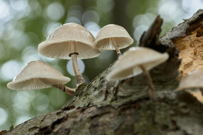 a group of mushrooms sitting on top of a tree, a macro photograph, by Jesper Knudsen, hurufiyya, slide show, while it's raining, ilustration, alessio albi