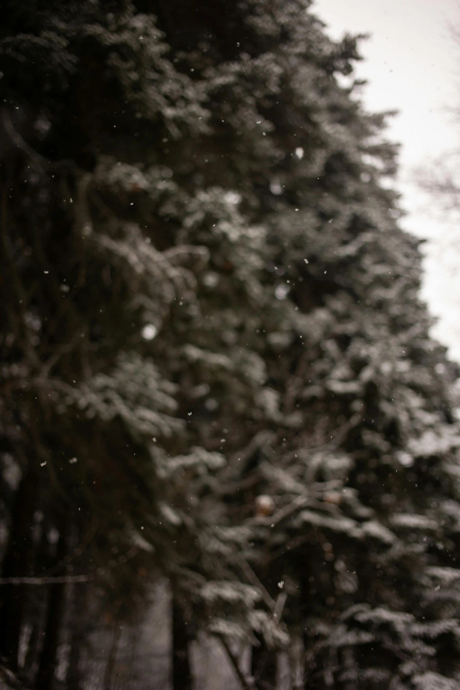 a skier in the snow next to a forest