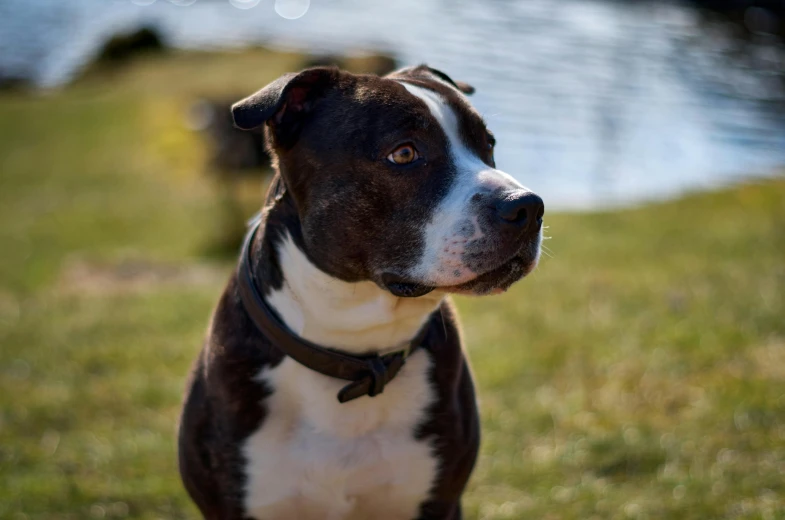 a brown and white dog standing on top of a lush green field, a portrait, by Bertram Brooker, pexels contest winner, cyborg - pitbull, profile image, spiked collars, nice afternoon lighting