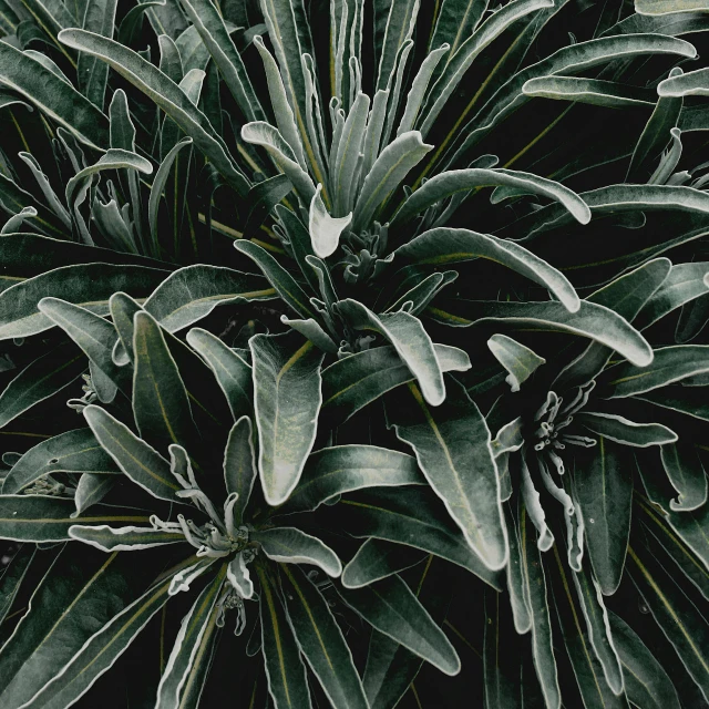 a black and white photo of a plant, a digital rendering, unsplash, greenish colors, bromeliads, alessio albi, gray canvas