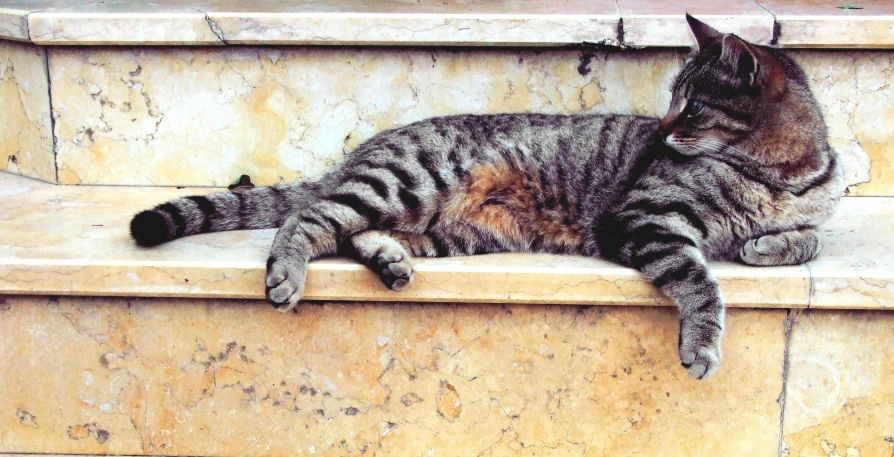 a cat that is laying down on some steps, pexels, renaissance, all marble, from italica, foto realista, a wooden