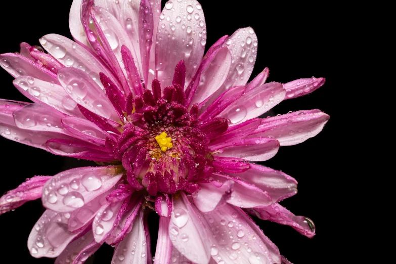 a pink flower with water droplets on it, a portrait, by Jim Nelson, shutterstock contest winner, art photography, chrysanthemum and hyacinth, full body close-up shot, shot with sony alpha 1 camera, high definition image