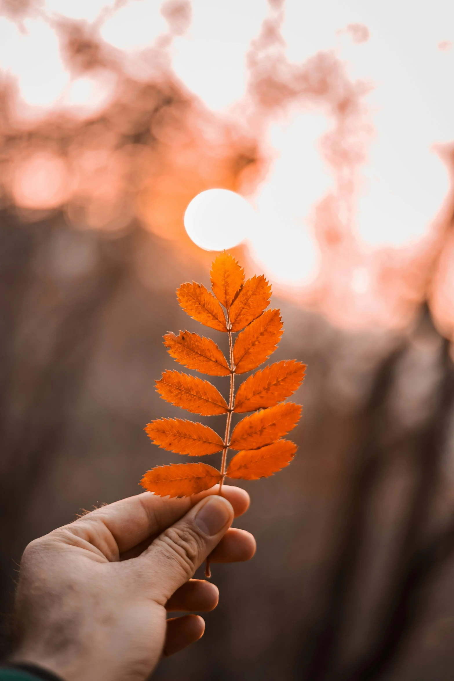 a person holding a leaf with the sun in the background, light red and orange mood, lights on, 2019 trending photo, tall