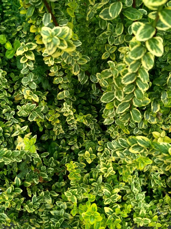 a close up of a plant with lots of green leaves, green and gold, a landscape of hedge maze, gold speckles, waving