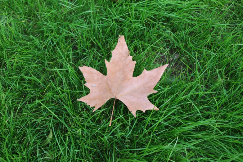 a leaf that is laying in the grass, an album cover, 15081959 21121991 01012000 4k, maple syrup, wikipedia, fake grass