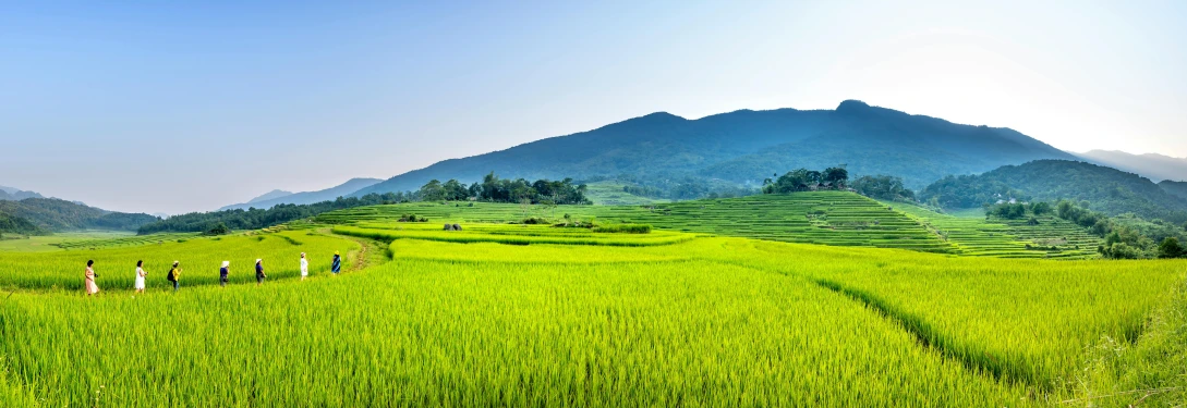 a group of people walking across a lush green field, by Jang Seung-eop, trending on unsplash, sumatraism, rice, panoramic, some yellow green and blue, guangjian